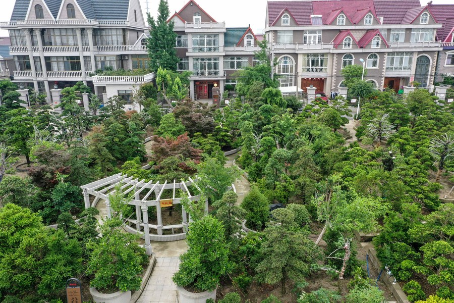 Nel Jiangsu i bonsai fanno la fortuna dei contadini