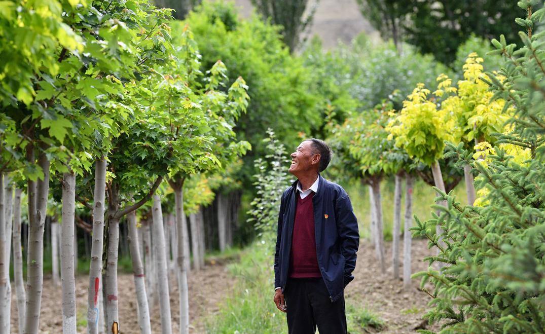 Cina, 78,1 miliardi di alberi piantati in 40 anni